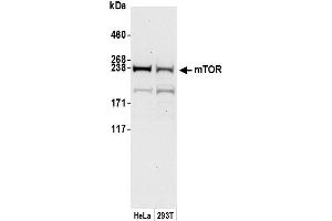 Western Blotting (WB) image for anti-Mechanistic Target of Rapamycin (serine/threonine Kinase) (mTOR) (AA 1350-1400) antibody (ABIN7449772)
