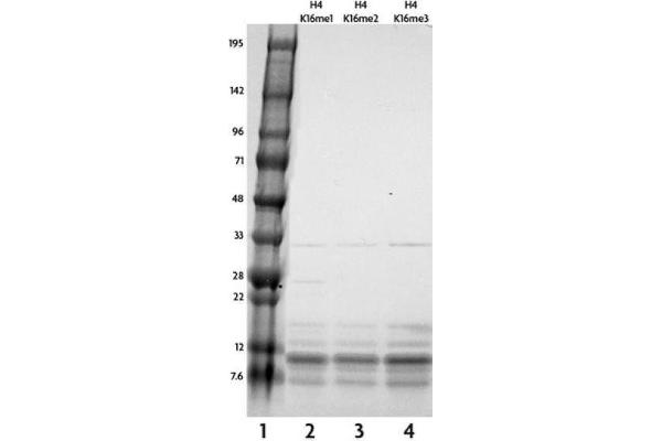Histone H4 Protein (2meLys16)