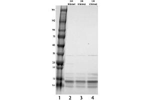 Recombinant Histone H4 dimethyl Lys16 tested by SDS-PAGE gel. (Histone H4 Protein (2meLys16))