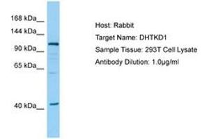Image no. 1 for anti-Dehydrogenase E1 and Transketolase Domain Containing 1 (DHTKD1) (AA 126-175) antibody (ABIN6749954) (DHTKD1 抗体  (AA 126-175))