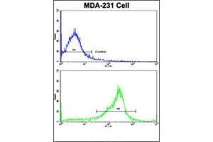 Flow Cytometric analysis of MDA-231 cells using SERPINA9 Antibody (Center)(bottom Histogram) compared to a Negative Control cell (top Histogram). (SERPINA9 抗体  (Middle Region))