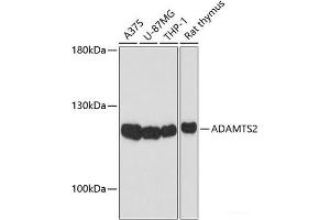 Western blot analysis of extracts of various cell lines using ADAMTS2 Polyclonal Antibody at dilution of 1:1000. (Adamts2 抗体)