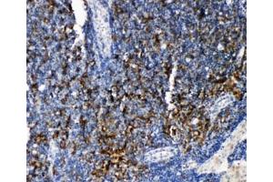 IHC-P: TRAF4 antibody testing of rat lymphonodus tissue. (TRAF4 抗体  (C-Term))