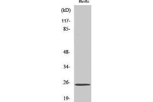 Western Blotting (WB) image for anti-Transcription Elongation Factor A (SII)-Like 6 (TCEAL6) (Internal Region) antibody (ABIN6283141)