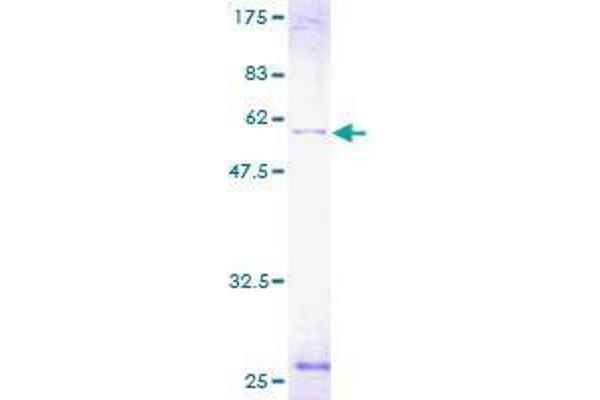 ATP6V1D Protein (AA 1-247) (GST tag)