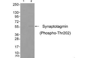 Western blot analysis of extracts from colo cells (Lane 2), using Synaptotagmin (Phospho-Thr202) Antibody. (SYT1 抗体  (pThr202))