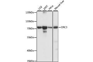 Western blot analysis of extracts of various cell lines, using ORC3 antibody (ABIN7269112) at 1:1000 dilution. (ORC3 抗体  (AA 1-240))