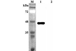 Western blot analysis using anti-Sirtuin 2 (human), pAb  at 1:4'000 dilution. (SIRT2 抗体)
