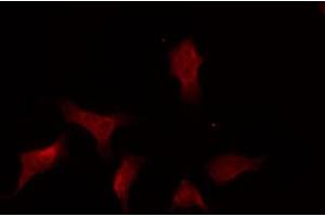 Immunofluorescence (fixed cells) (IF/ICC) image for anti-Protein tyrosine Phosphatase, Non-Receptor Type 11 (PTPN11) (C-Term) antibody (ABIN6265075)