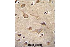 KSR2 Antibody (C-term) (ABIN655390 and ABIN2844938) immunohistochemistry analysis in formalin fixed and paraffin embedded human brain tissue followed by peroxidase conjugation of the secondary antibody and DAB staining. (KSR2 抗体  (C-Term))