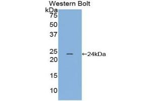 Detection of Recombinant GREM1, Chicken using Polyclonal Antibody to Gremlin 1 (GREM1) (GREM1 抗体  (AA 27-184))