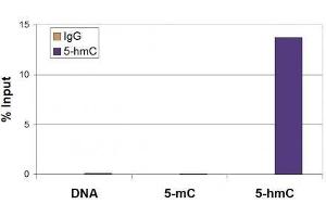 5-Hydroxymethylcytosine (5-hmC, 5-hydroxymethylcytidine) antibody tested by Methyl DNA immunoprecipitation. (5-Hydroxymethylcytosine 抗体)