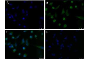 Immunofluorescence (IF) image for anti-CD274 (PD-L1) antibody (ABIN6655838)