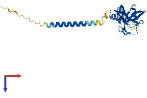 CLEC4D Protein (AA 1-215) (His tag)