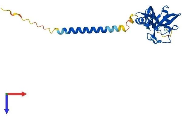 CLEC4D Protein (AA 1-215) (His tag)