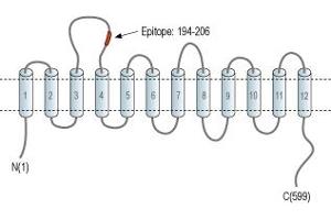 Representative domain view of the target of ABIN7885006.