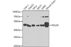 POLD3 抗体