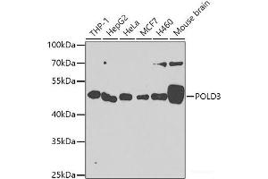 Western blot analysis of extracts of various cell lines using POLD3 Polyclonal Antibody at dilution of 1:1000. (POLD3 抗体)