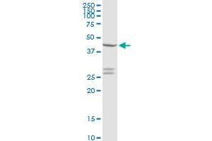 CXADR MaxPab rabbit polyclonal antibody. (Coxsackie Adenovirus Receptor 抗体  (AA 1-365))