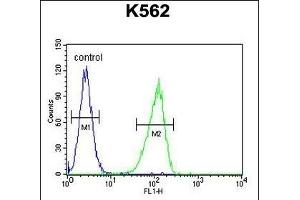 CRFR1 Antibody  (ABIN655388 and ABIN2844936) flow cytometric analysis of K562 cells (right histogram) compared to a negative control cell (left histogram). (CRHR1 抗体  (AA 88-119))