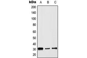 Western blot analysis of Histone H1 expression in HepG2 (A), Raw264. (Histone H1 抗体  (N-Term))