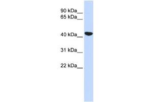WB Suggested Anti-KRT19 Antibody Titration:  0. (Cytokeratin 19 抗体  (N-Term))