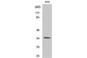Western Blotting (WB) image for anti-Olfactory Receptor, Family 2, Subfamily J, Member 2 (OR2J2) (C-Term) antibody (ABIN3186063) (OR2J2 抗体  (C-Term))