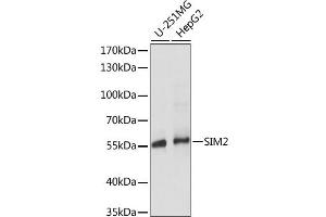 Western blot analysis of extracts of various cell lines, using SIM2 antibody. (SIM2 抗体)
