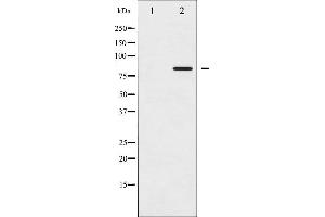 Western blot analysis of STAT5A phosphorylation expression in HeLa whole cell lysates,The lane on the left is treated with the antigen-specific peptide. (STAT5A 抗体  (pSer780))