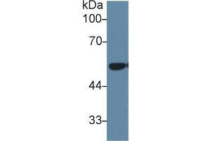 Western Blot; Sample: Mouse Lung lysate; Primary Ab: 1µg/ml Rabbit Anti-Human DLD Antibody Second Ab: 0. (DLD 抗体  (AA 280-487))