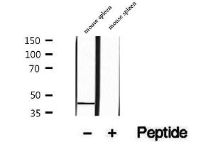 Western blot analysis of extracts of mouse spleen tissue, using PARVB antibody. (Parvin, beta 抗体  (C-Term))