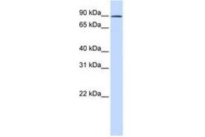 Image no. 1 for anti-GC-Rich Sequence DNA-Binding Factor 2 (GCFC2) (AA 180-229) antibody (ABIN6741423) (GCFC2 抗体  (AA 180-229))