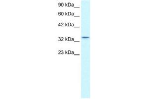 WB Suggested Anti-CLDN16 Antibody Titration:  0. (Claudin 16 抗体  (C-Term))
