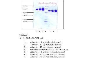 Gel Scan of Albumin, Human Plasma  This information is representative of the product ART prepares, but is not lot specific.