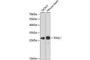 Western blot analysis of extracts of various cell lines using TXNL1 Polyclonal Antibody at dilution of 1:1000. (TXNL1 抗体)