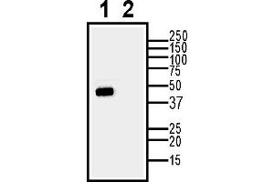 Western blot analysis of rat heart membranes:1.