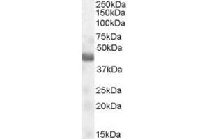Western Blotting (WB) image for anti-Nitrogen Permease Regulator-Like 2 (S. Cerevisiae) (NPRL2) (AA 140-151) antibody (ABIN294684)