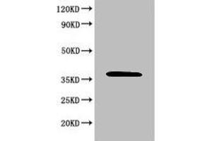 Western Blot Positive WB detected in: 293T whole cell lysate All lanes: MAPK8 antibody at 6 μg/mL Secondary Goat polyclonal to rabbit IgG at 1/50000 dilution Predicted band size: 49, 45, 36 KDa Observed band size: 36 KDa (JNK 抗体  (AA 5-300))
