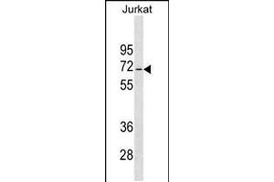 Western blot analysis in Jurkat cell line lysates (35ug/lane). (JRKL 抗体  (C-Term))