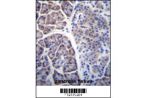 COPS7A Antibody immunohistochemistry analysis in formalin fixed and paraffin embedded human pancreas tissue followed by peroxidase conjugation of the secondary antibody and DAB staining. (COPS7A 抗体  (C-Term))