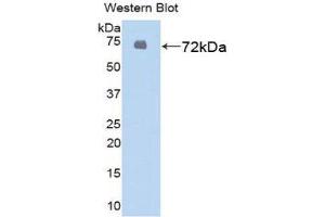 Western Blotting (WB) image for anti-Heat Shock 70kDa Protein 1-Like (HSPA1L) (AA 1-641) antibody (ABIN1859214) (HSPA1L 抗体  (AA 1-641))