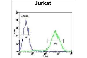 PRUNE Antibody (C-term) (ABIN653704 and ABIN2843021) flow cytometric analysis of Jurkat cells (right histogram) compared to a negative control cell (left histogram). (PRUNE 抗体  (C-Term))