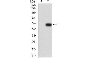 Western blot analysis using CD134 mAb against HEK293 (1) and CD134 (AA: extra 29-214)-hIgGFc transfected HEK293 (2) cell lysate. (TNFRSF4 抗体  (AA 29-214))
