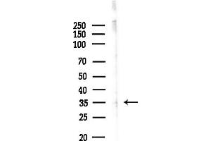 Western blot analysis of lysates from COLO205 cells, using OR52 Antibody at 1/1000 dilution.