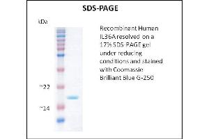 SDS-PAGE (SDS) image for Interleukin 1 Family, Member 6 (IL1F6) (Active) protein (ABIN5509496) (IL36A/IL1F6 蛋白)