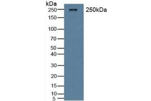 Detection of vWF in Rat Serum using Polyclonal Antibody to Von Willebrand Factor (vWF) (VWF 抗体  (AA 269-367))