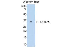 Western blot analysis of the recombinant protein. (SPARC 抗体  (AA 18-301))
