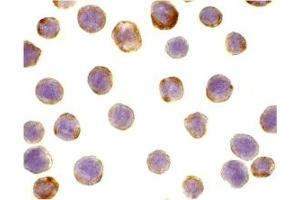 Immunohistochemistry (IHC) image for anti-Defender Against Cell Death 1 (DAD1) (C-Term) antibody (ABIN1030353) (DAD1 抗体  (C-Term))