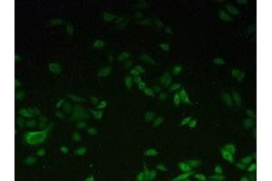 IHC-P analysis of Human HeLa cells, with FITC staining. (CYP1A2 抗体  (AA 192-444))