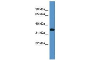 Image no. 1 for anti-ATPase, Na+/K+ Transporting, beta 2 Polypeptide (ATP1B2) (AA 60-109) antibody (ABIN6746254) (ATP1B2 抗体  (AA 60-109))